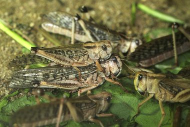 Desert locusts (Schistocerca gregaria). clipart