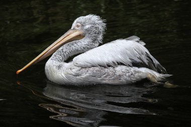 Dalmaçyalı pelikan (Pelecanus crispus). 