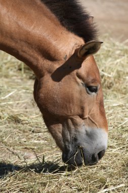 Przewalski's at (equus ferus przewalskii).