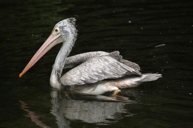gri Pelikan (pelecanus philippensis)