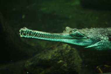 gharial (gavialis gangeticus)