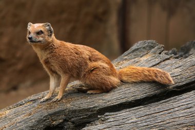Sarı gelincik (cynictis penicillata)
