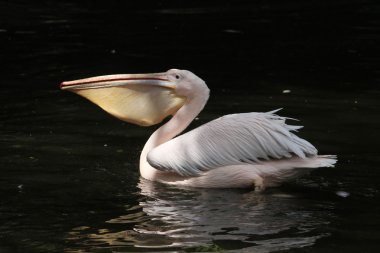 Büyük beyaz pelikan (Pelecanus onocrotalus)