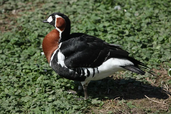 Ganso de pecho rojo (Branta ruficollis). — Foto de Stock