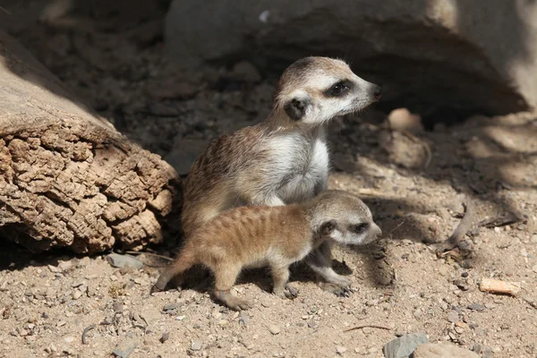 Meerkats (suricata suricatta) — Stockfoto