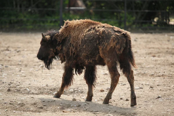 Bisonte-americano (Bisonte-bisão ) — Fotografia de Stock
