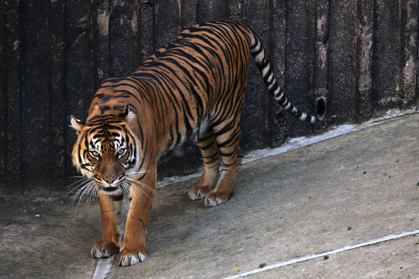 Sumatran tiger (Panthera tigris sumatrae).