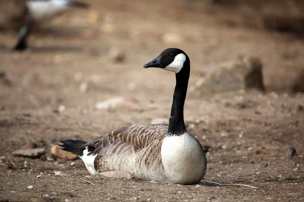 Ganso do Canadá (branta canadensis). — Fotografia de Stock