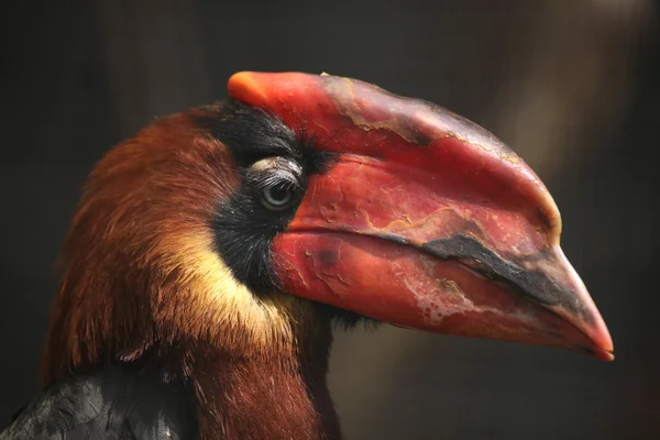 Carboncillo rufo (Buceros hydrocorax ) — Foto de Stock