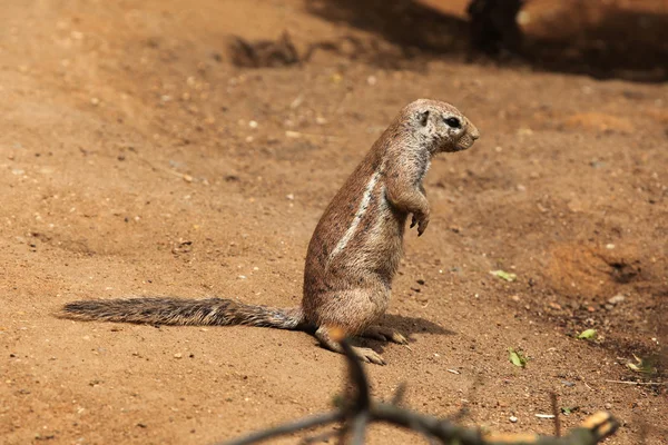 Esquilo-do-cabo (Xerus inauris ). — Fotografia de Stock