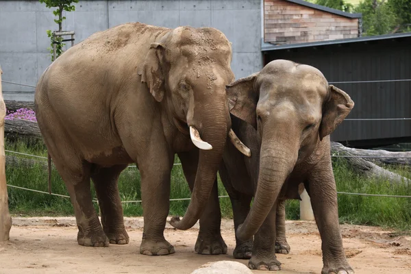 Indische Elefanten (elephas maximus indicus)) — Stockfoto