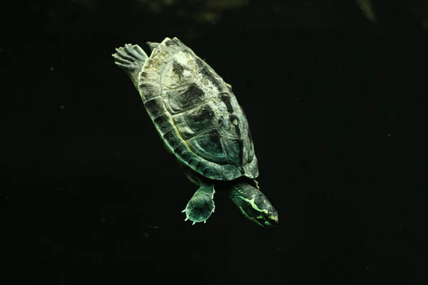 Krönt floden sköldpadda (Hardella thurjii) — Stockfoto