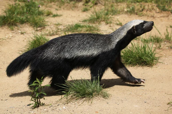Honey badger (mellivora capensis) — Stockfoto