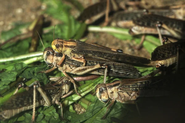 Langostas del desierto (Schistocerca gregaria ). — Foto de Stock