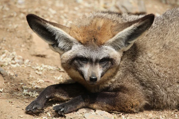 Fox uszami nietoperza (otocyon megalotis). — Zdjęcie stockowe