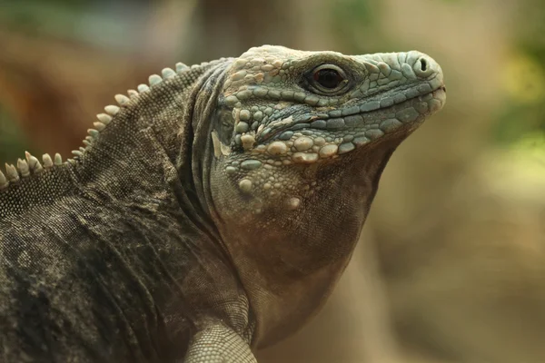 Iguana azul (Cyclura lewisi ) — Fotografia de Stock