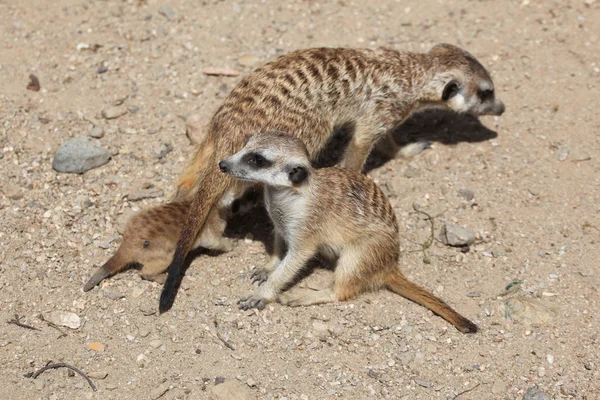 Meerkats (suricata suricatta) — Stockfoto
