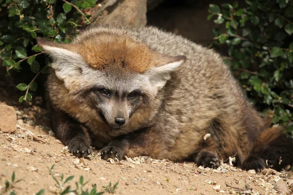 Zorro murciélago (megalotis de Otocyon ). — Foto de Stock