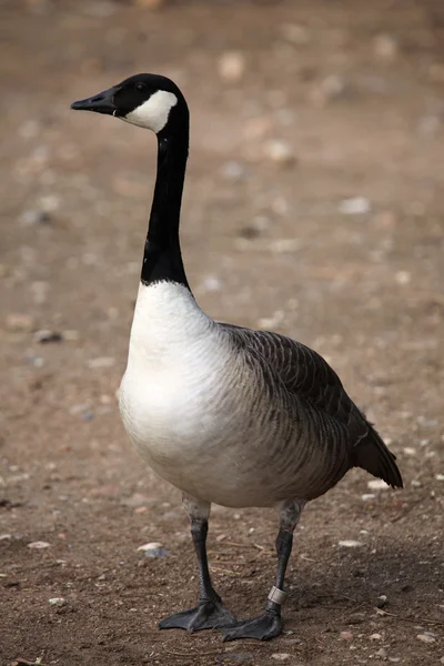 Ganso de Canadá (branta canadensis). — Foto de Stock