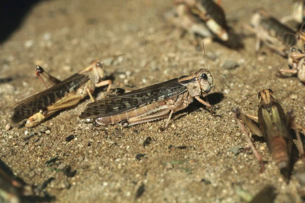 Desert locusts (Schistocerca gregaria). — Stock Photo, Image