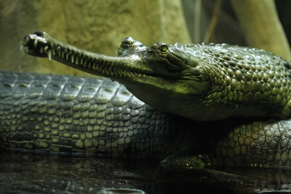 Gharial (Gavialis gangeticus) — Fotografie, imagine de stoc