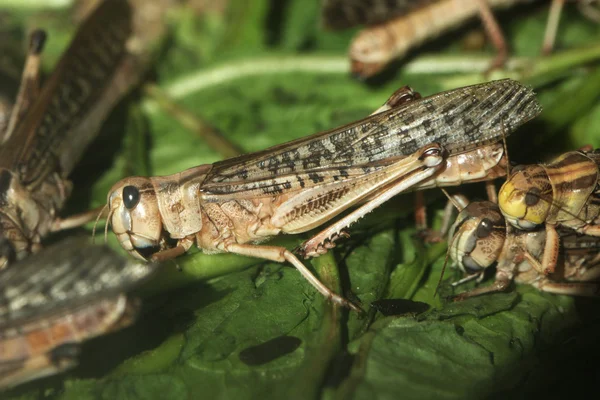 Langostas del desierto (Schistocerca gregaria ). — Foto de Stock