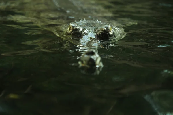 Gharial (Gavialis gangeticus) — Stock Photo, Image