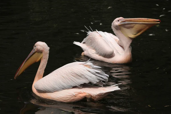Grandes pelicanos brancos (Pelecanus onocrotalus ) — Fotografia de Stock
