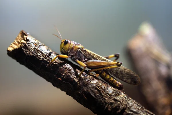 Langosta migratoria (Locusta migratoria ). — Foto de Stock