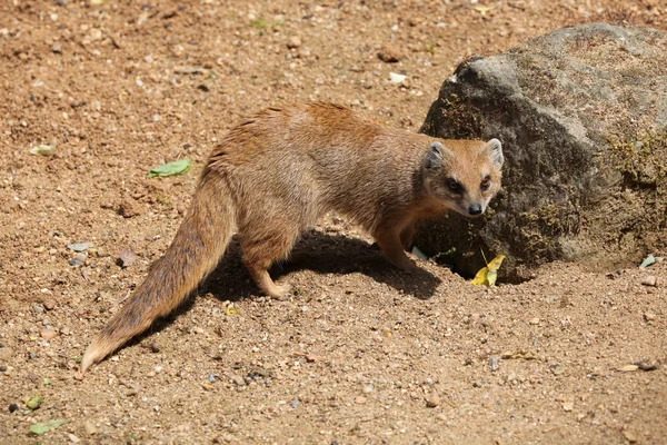 Żółty mongoose (cynictis penicillata) — Zdjęcie stockowe