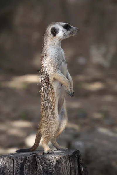 Meerkat (Suricata suricatta) ) — Photo