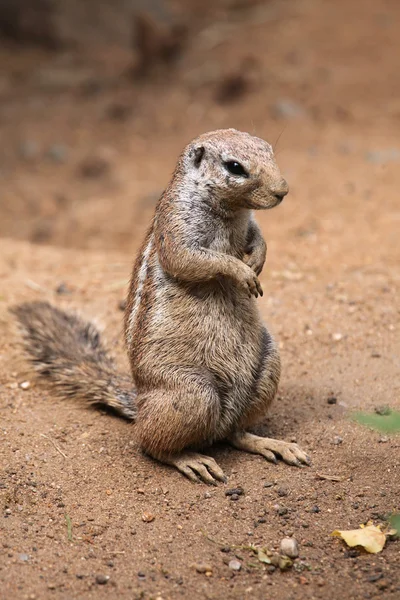 Wiewiórka przylądkowa (Xerus inauris)). — Zdjęcie stockowe