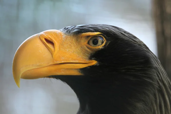 Steller's sea eagle (Haliaeetus pelagicus). — Stock Photo, Image