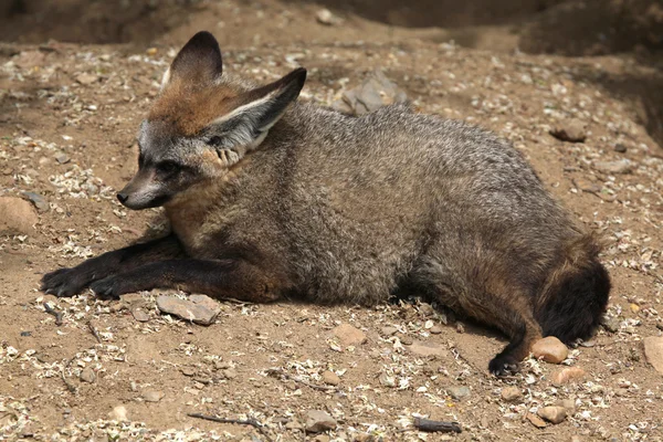 大耳狐 (otocyon megalotis). — 图库照片