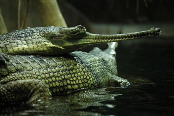 Gharials (Gavialis gangeticus) — 스톡 사진