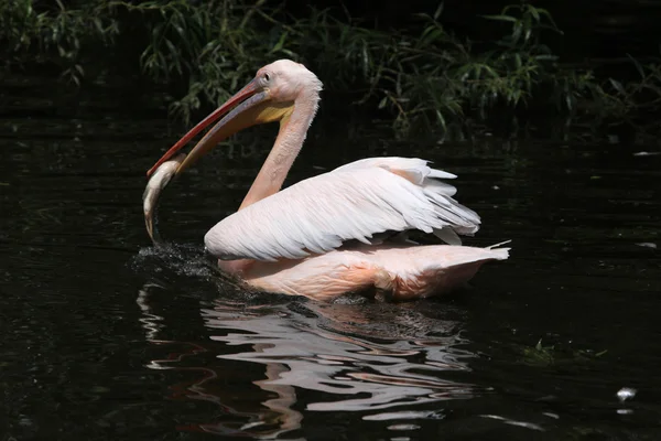 Grande pelicano branco (Pelecanus onocrotalus) — Fotografia de Stock