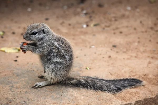 Wiewiórka przylądkowa (Xerus inauris)). — Zdjęcie stockowe