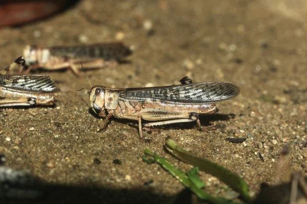 Langostas del desierto (Schistocerca gregaria ). —  Fotos de Stock