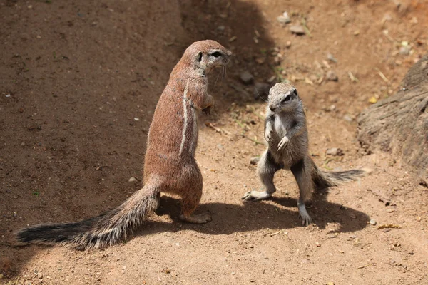 Cape földi mókusok (Xerus inauris). — Stock Fotó