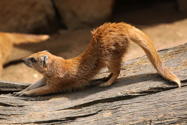 黄鼬 (cynictis penicillata) — 图库照片