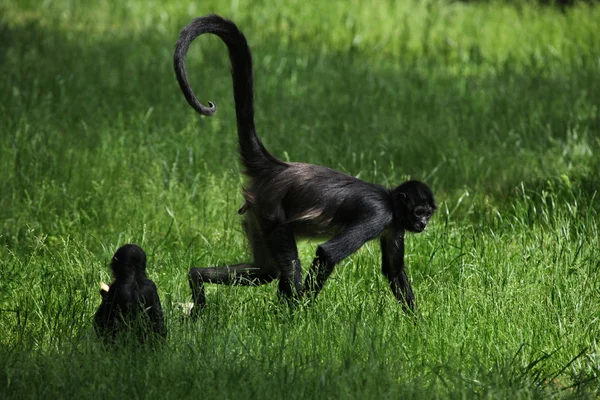 Monos araña de Geoffroy (Ateles geoffroyi ). — Foto de Stock