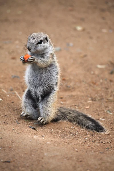 Cape ground squirrel (Xerus inauris). — Stock Photo, Image