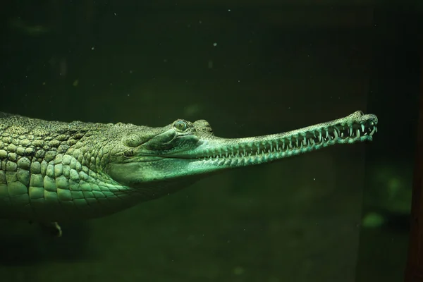 리알 (gavialis gangeticus) — 스톡 사진