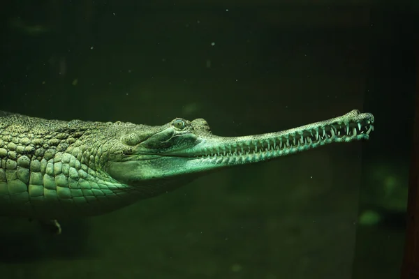 Gharial (Gavialis gangeticus) — Fotografie, imagine de stoc