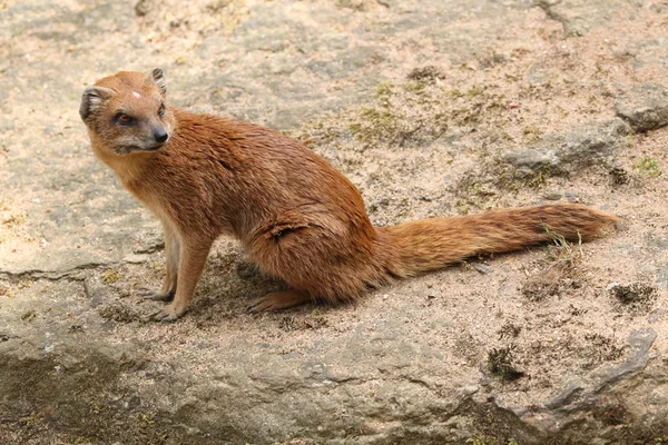 Gele mangoest (cynictis penicillata) — Stockfoto