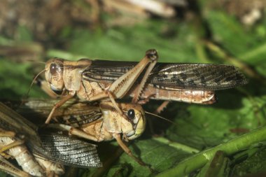 Desert locust (Schistocerca gregaria). clipart