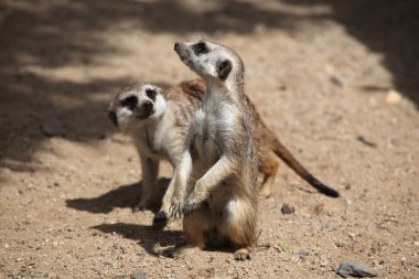 fundalıklardır (suricata suricatta)