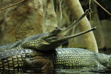 gharial (gavialis gangeticus)