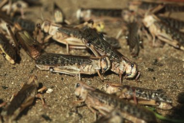 Desert locust (Schistocerca gregaria). clipart