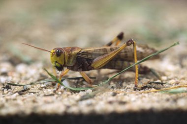 Göçmen keçiboynuzu (locusta migratoria).